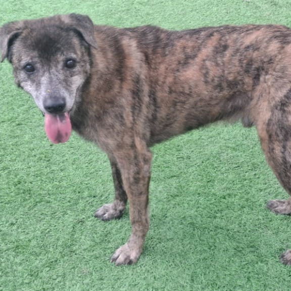 Photo of No. 105122006, Adult · Male · Medium · Mixed breed