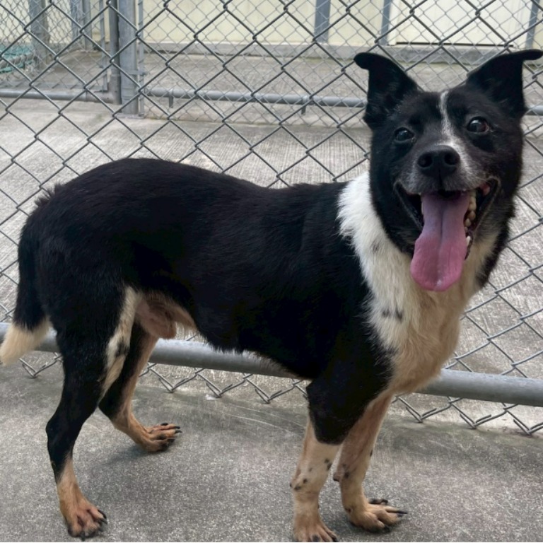 Photo of No. 107072312, Adult · Male · Medium · Mixed breed