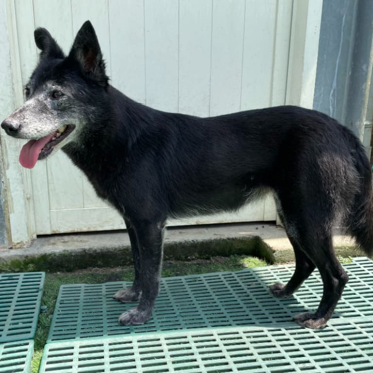 Photo of No. VAAAG112113014, Adult · Female · Medium · Mixed breed