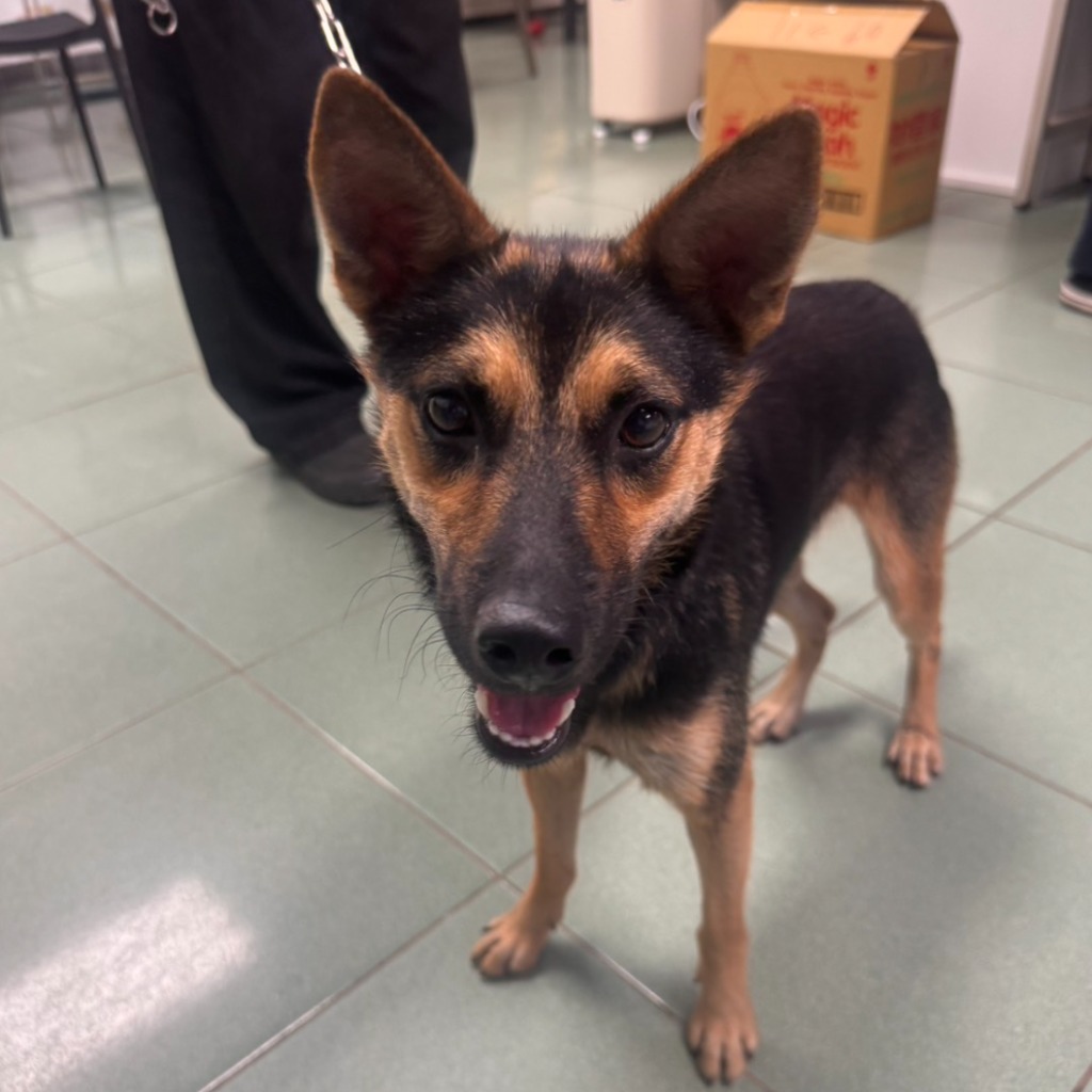 Photo of No. S150731-09, Adult · Female · Medium · Mixed breed