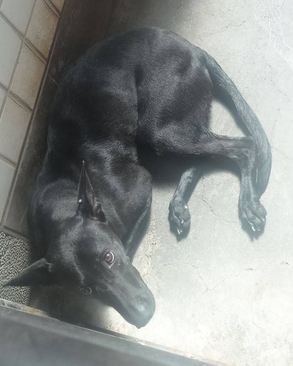 Photo of No. 151277, Adult · Female · Large · Mixed breed