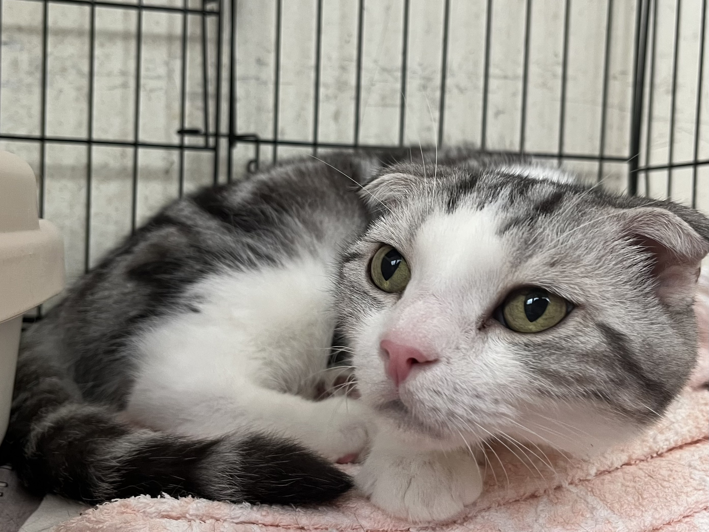 Photo of No. VAAAG115080303, Adult · Male · Medium · American Shorthair