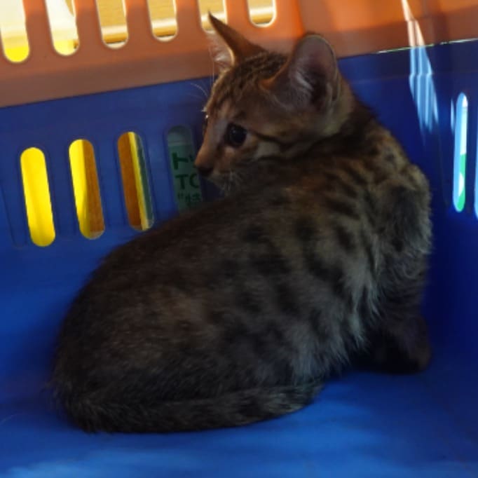 Photo of No. W15C0803-02, Young · Male · Medium · Mixed breed