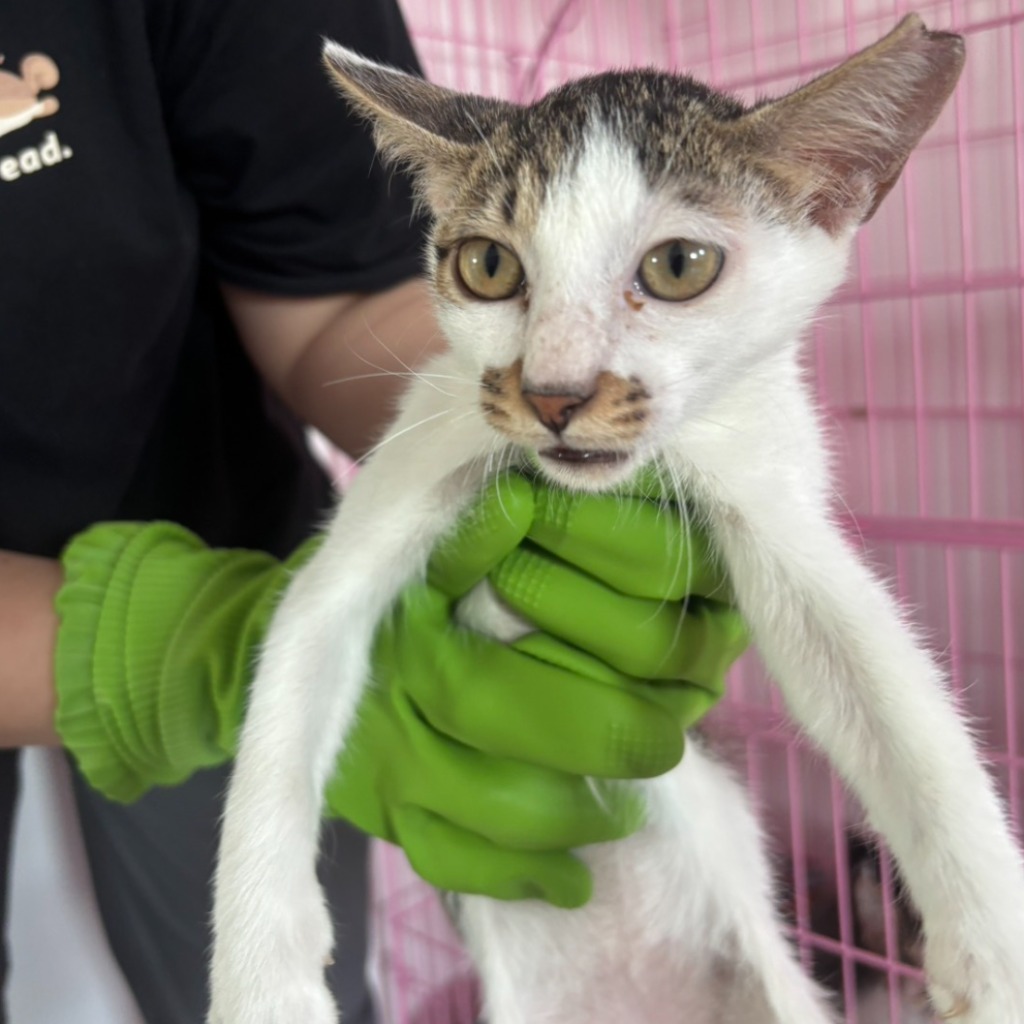 Photo of No. S15C0728-07, Young · Female · Small · Mixed breed