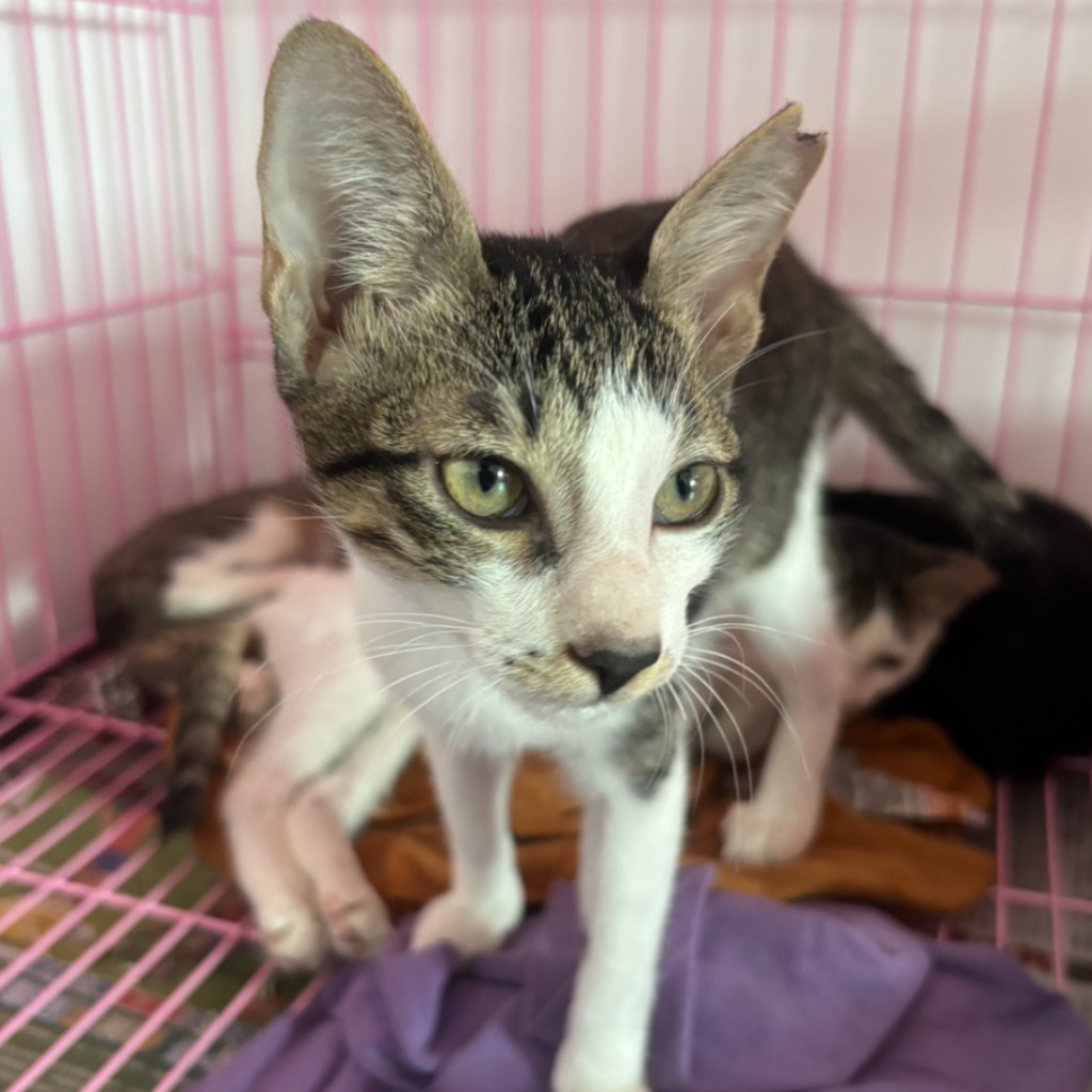 Photo of No. S15C0728-09, Adult · Male · Small · Mixed breed