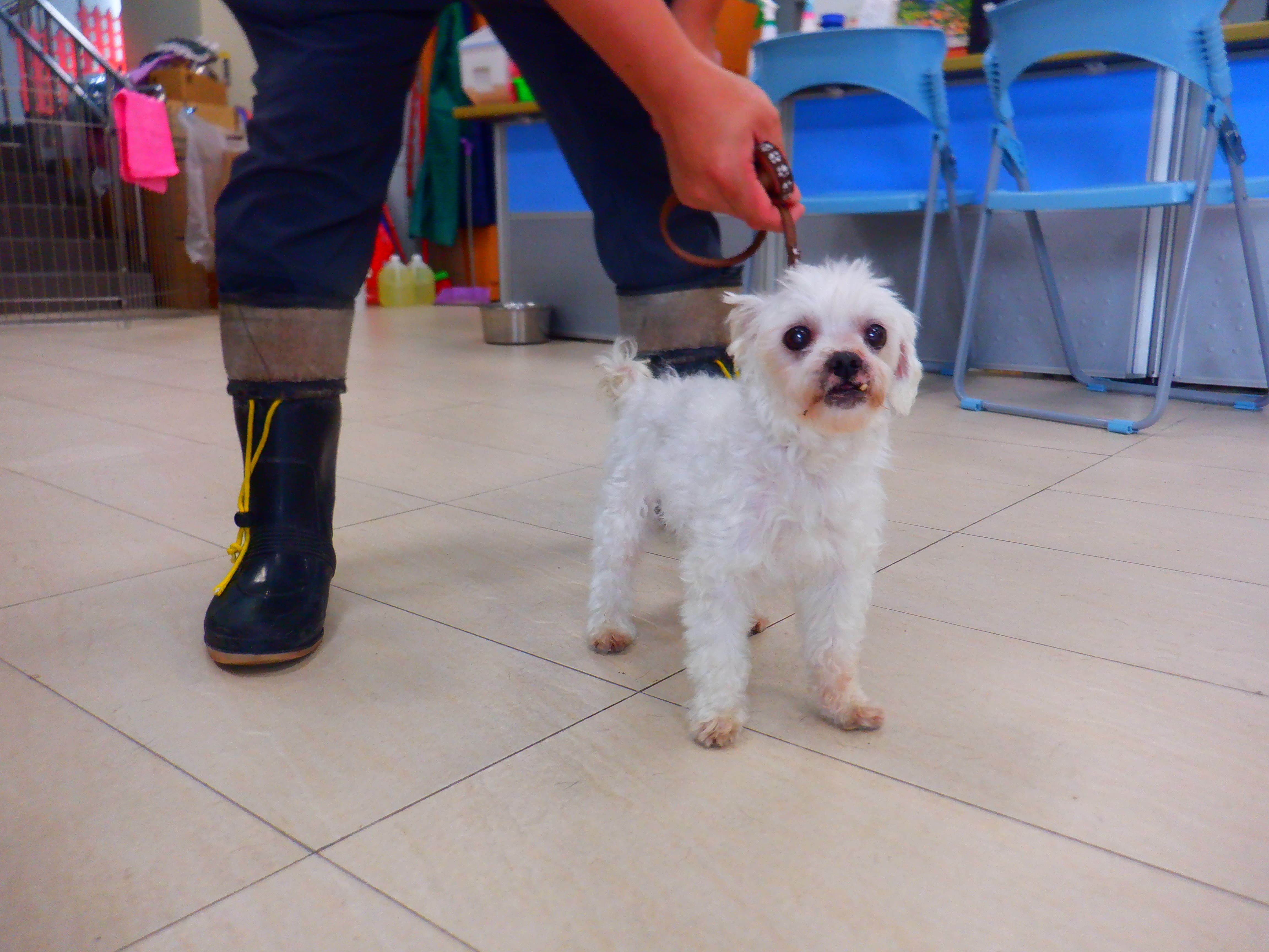 Photo of No. HAAAG1150804678, Adult · Male · Small · Mixed breed