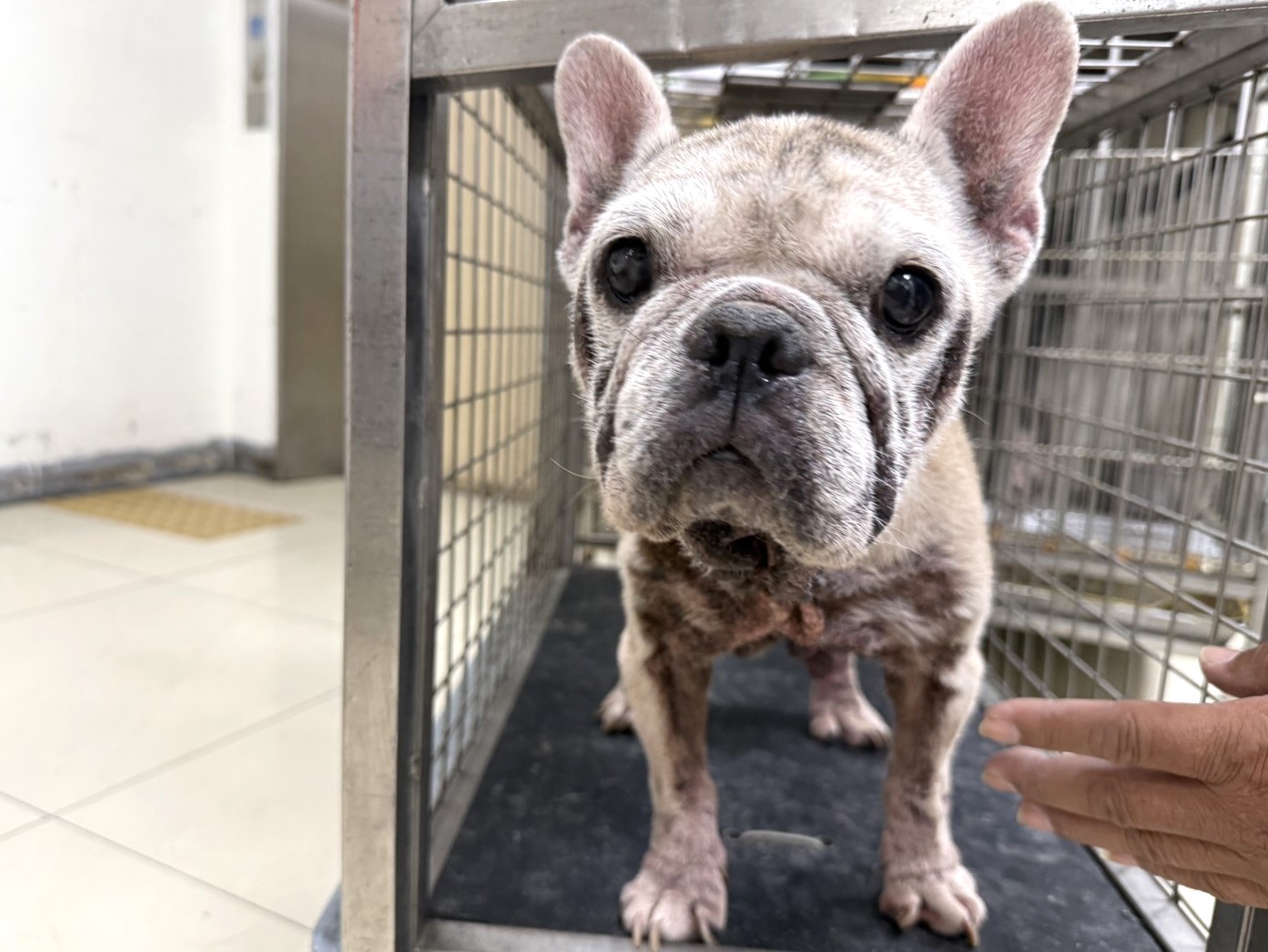 Photo of No. LAAAG1150805F2, Adult · Female · Small · Mixed breed