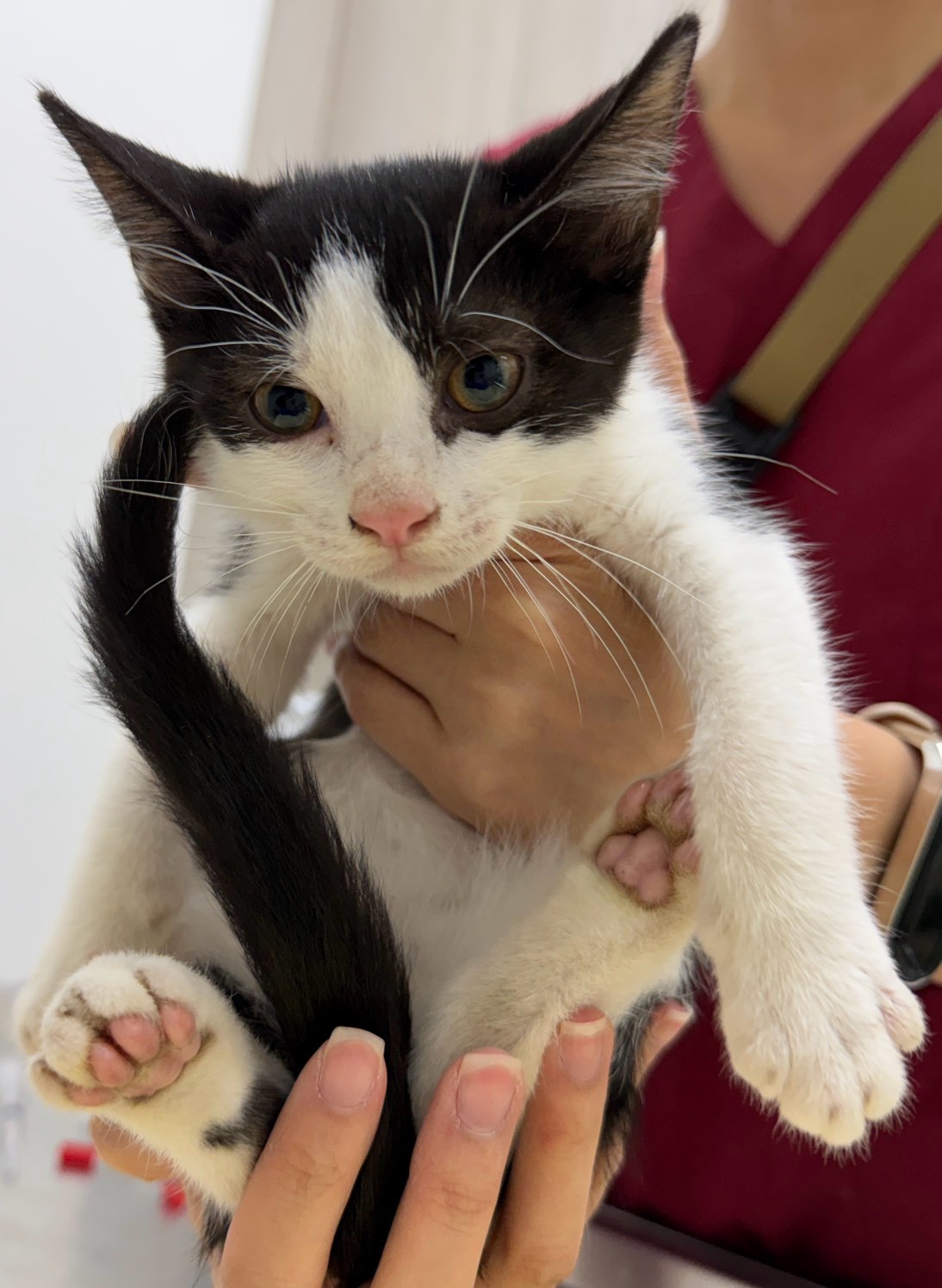 Black-and-white adult female mixed-breed cat, Small, shelter no. …5007