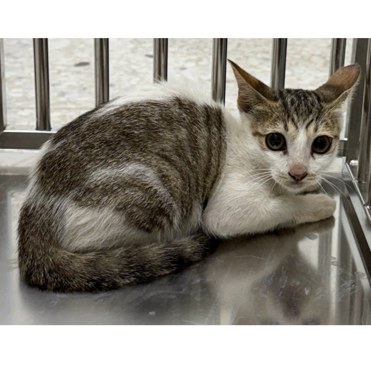 Photo of No. OAAAG1150805010, Adult · Female · Small · Mixed breed