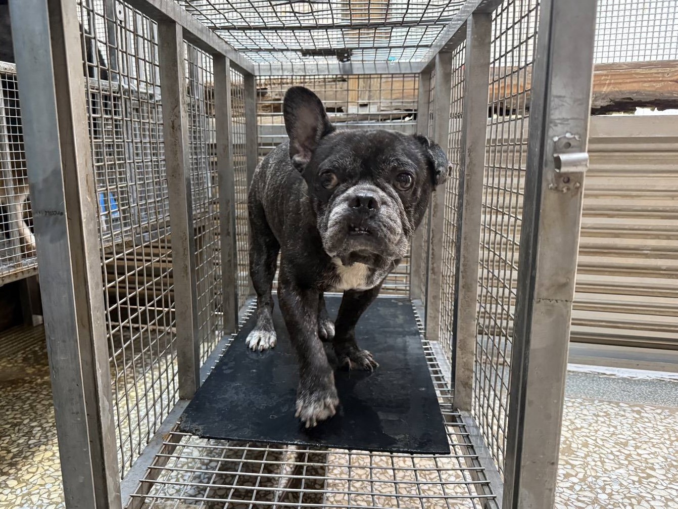 Black adult male French Bulldog, Small, shelter no. …3W8a