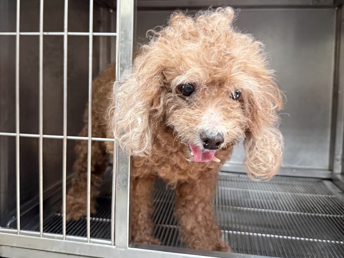 Photo of No. LAAAG1150806Q11, Adult · Female · Small · poodle