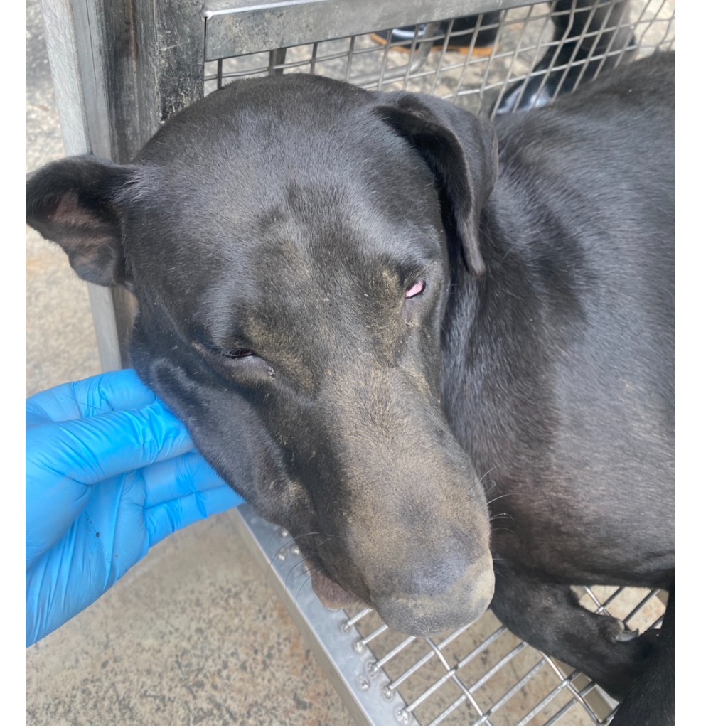 Black adult male mixed-breed dog, Medium, shelter no. …6-09