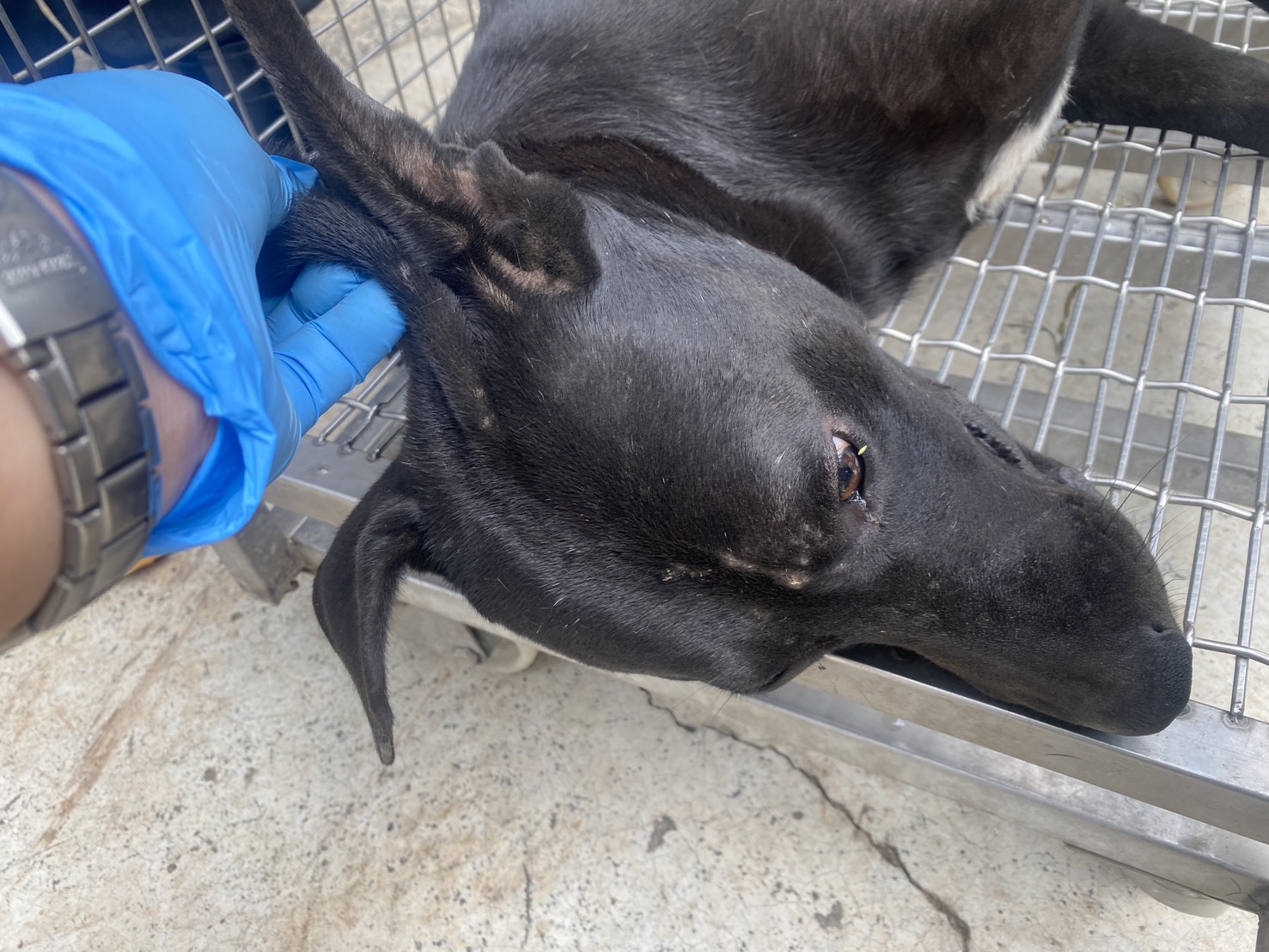 Black adult male mixed-breed dog, Medium, shelter no. …6-12