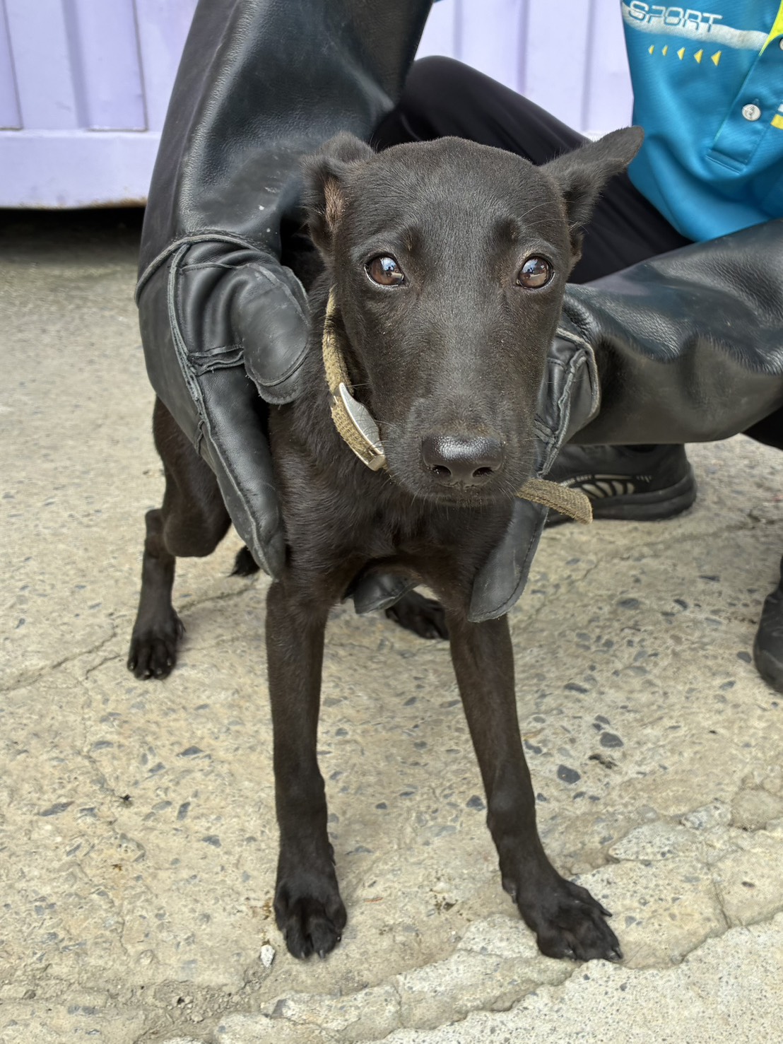 Black young female mixed-breed dog, Small, shelter no. …6002
