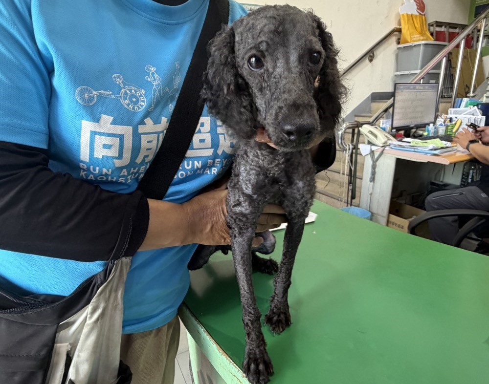Black adult male poodle, Small, shelter no. …26W2