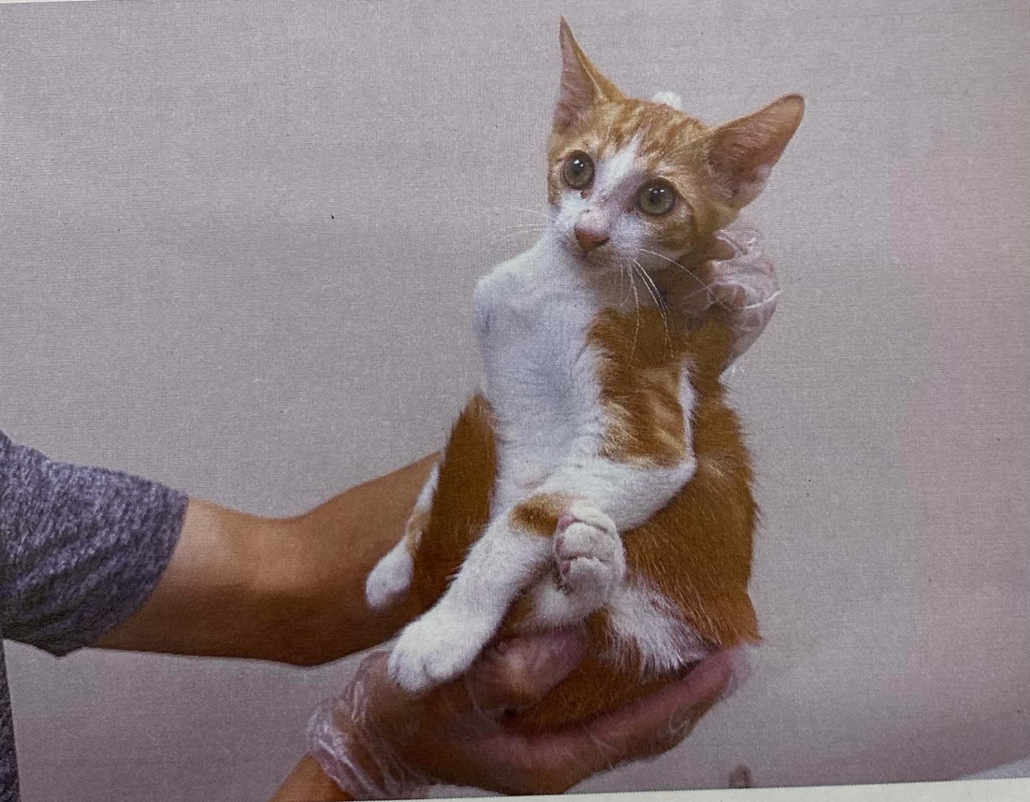 Brown young male mixed-breed cat, Small, shelter no. …6007