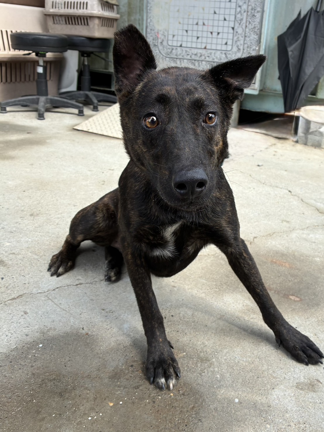 Photo of No. GAAAG1150807005, Adult · Female · Medium · Mixed breed