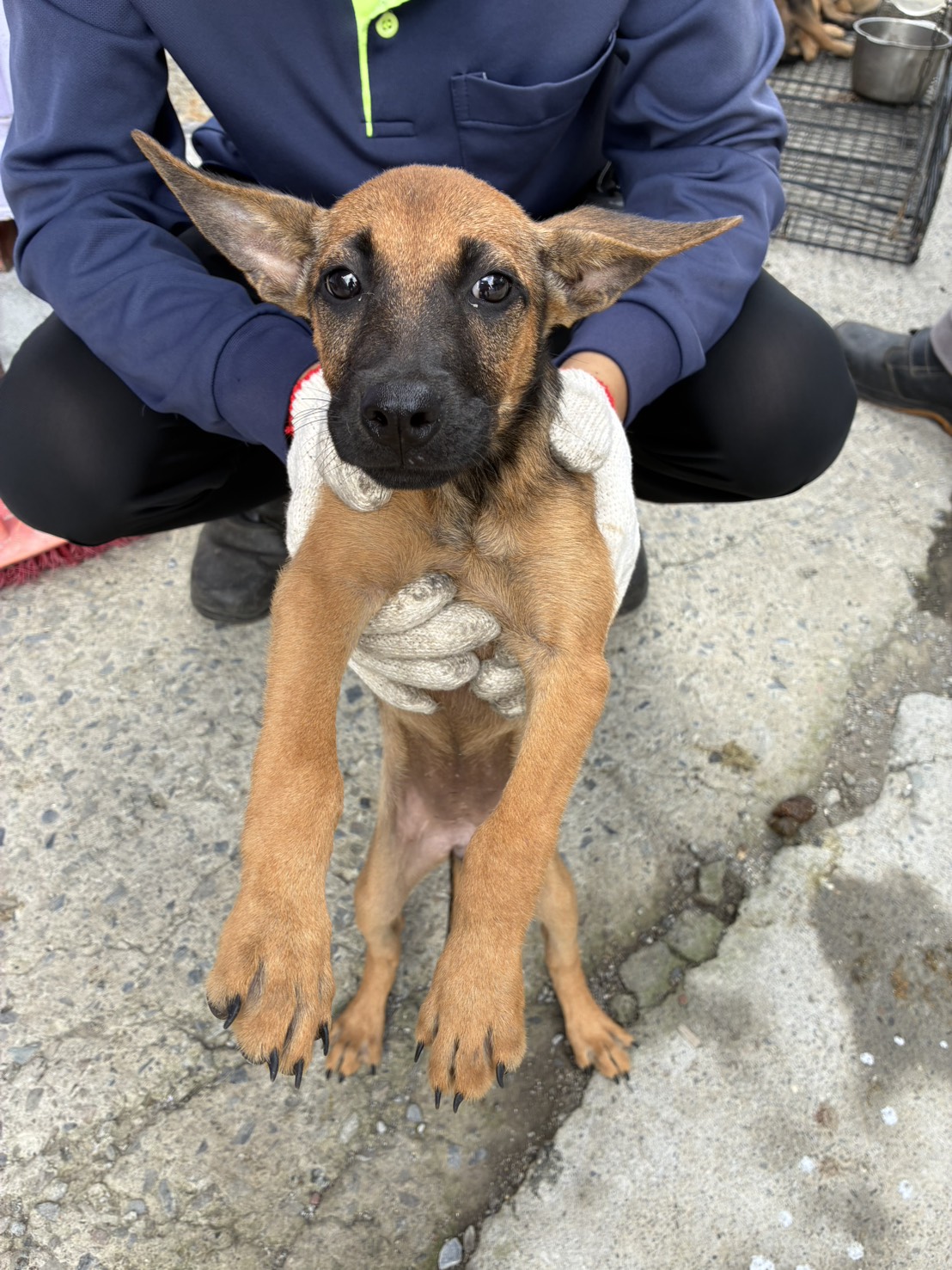Photo of No. GAAAG1150807008, Young · Female · Small · Mixed breed