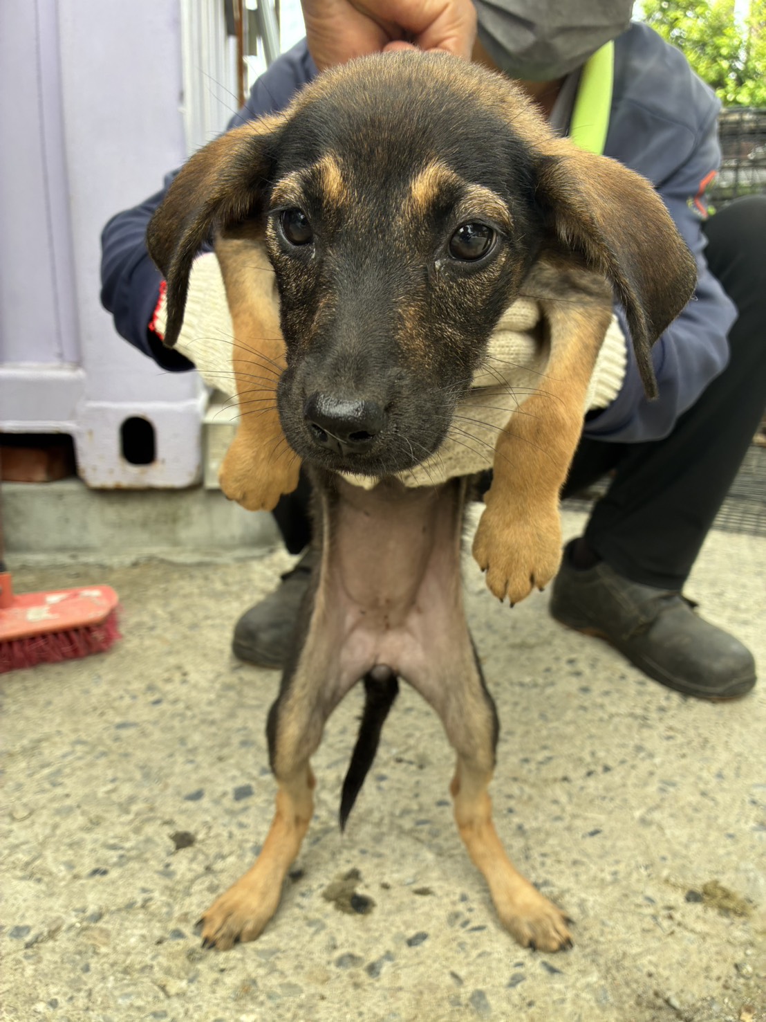 Photo of No. GAAAG1150807011, Young · Female · Small · Mixed breed