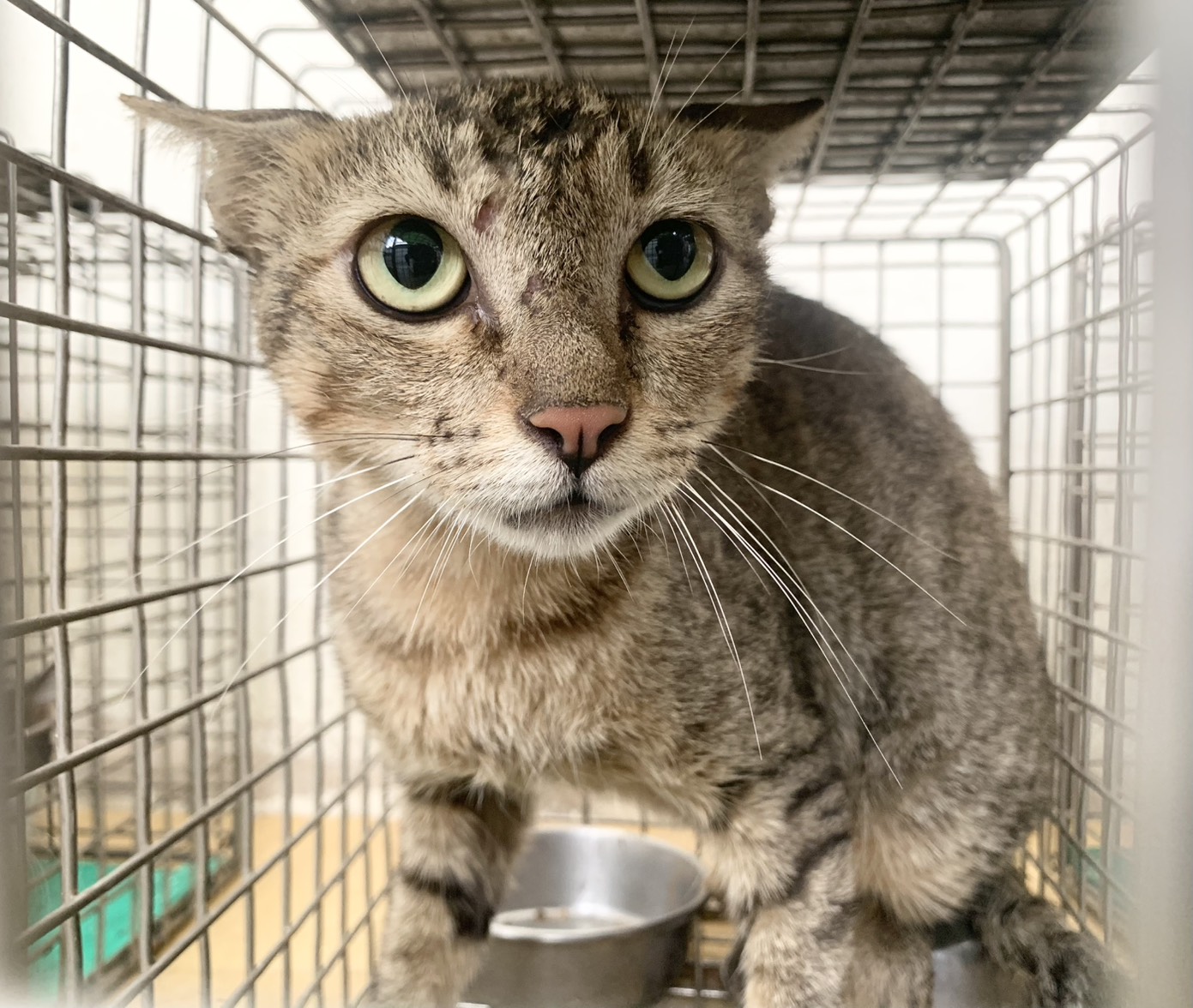Photo of No. VAAAG115080704, Adult · Female · Small · Mixed breed