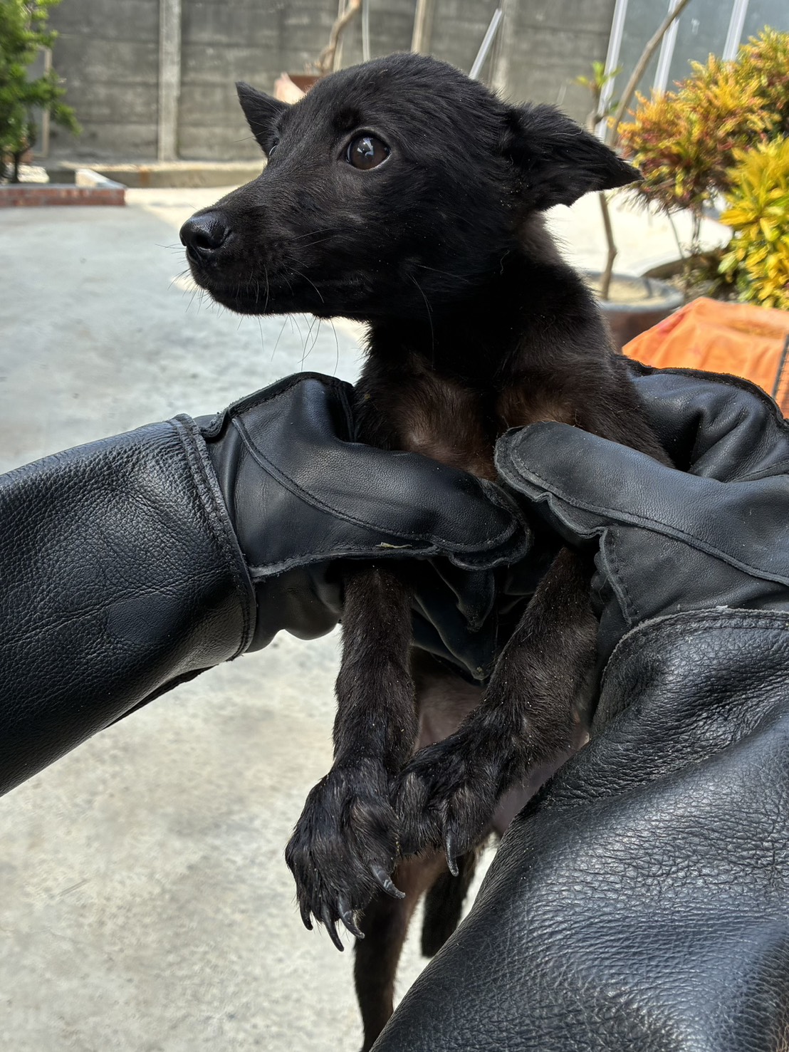 Photo of No. GAAAG1150807019, Young · Female · Small · Mixed breed