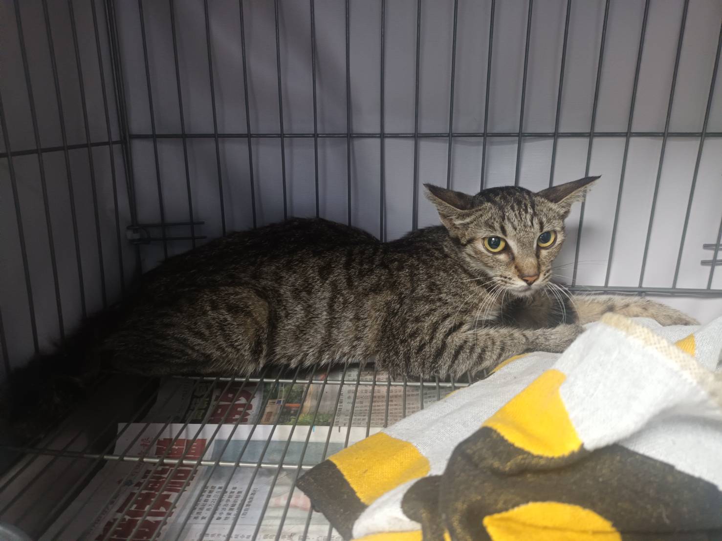 Photo of No. AAADG2026080706, Adult · Female · Small · Mixed breed