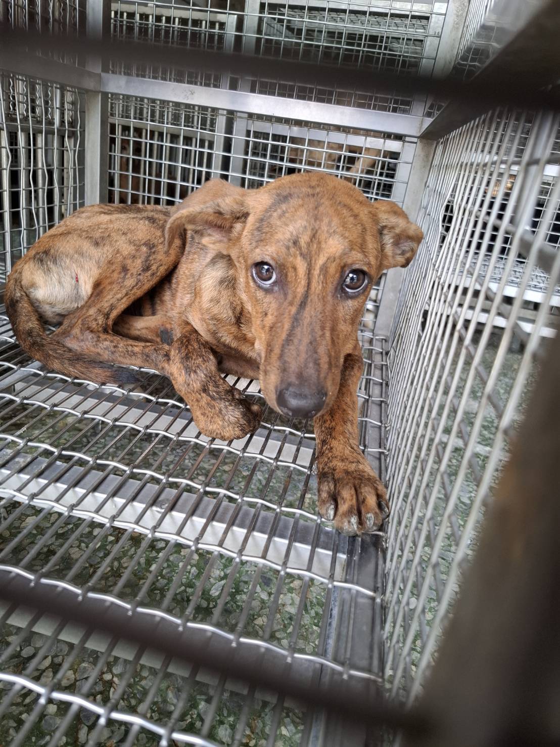 Photo of No. S150807-04, Adult · Male · Medium · Mixed breed