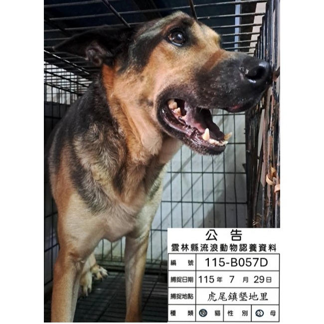 Black-and-brown adult male mixed-breed dog, Large, shelter no. …057D