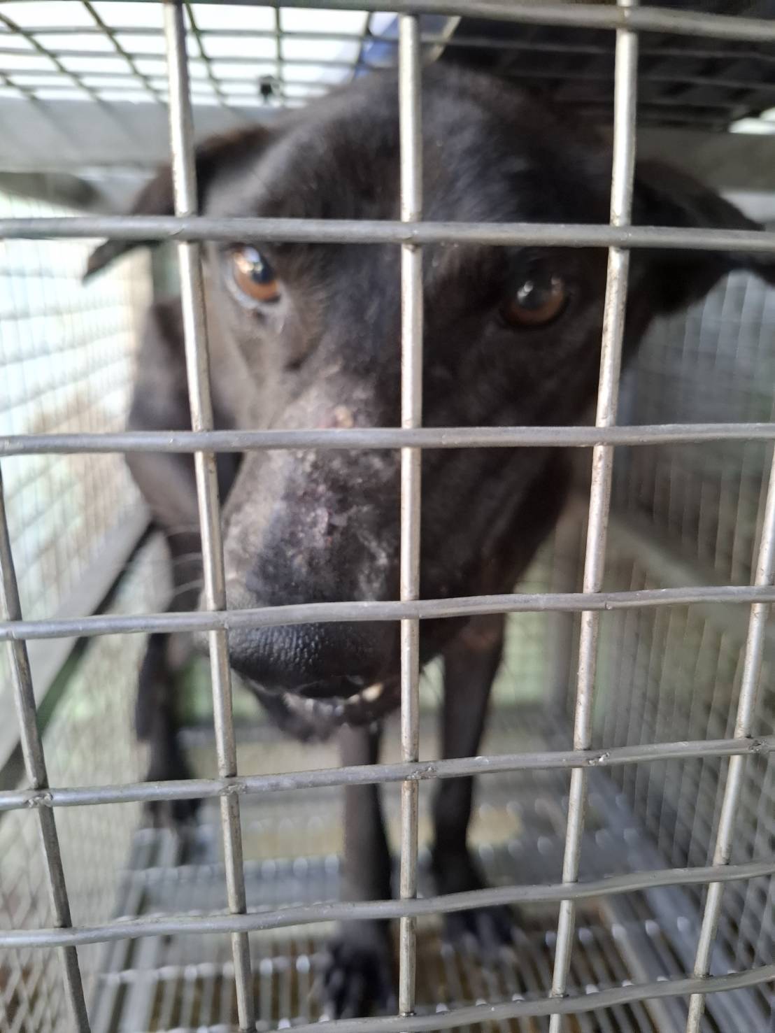 Black adult male mixed-breed dog, Medium, shelter no. …7-07