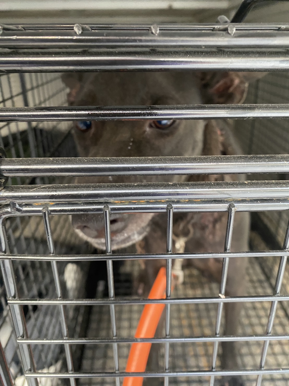 Photo of No. S150807-09, Adult · Male · Medium · Mixed breed