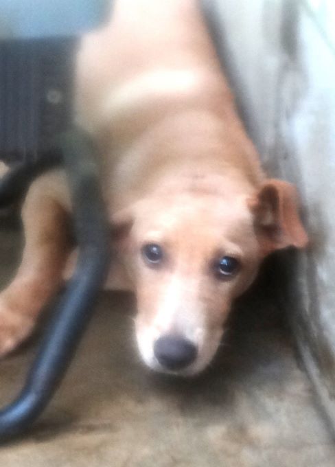 Photo of No. 1151330, Adult · Male · Medium · Mixed breed