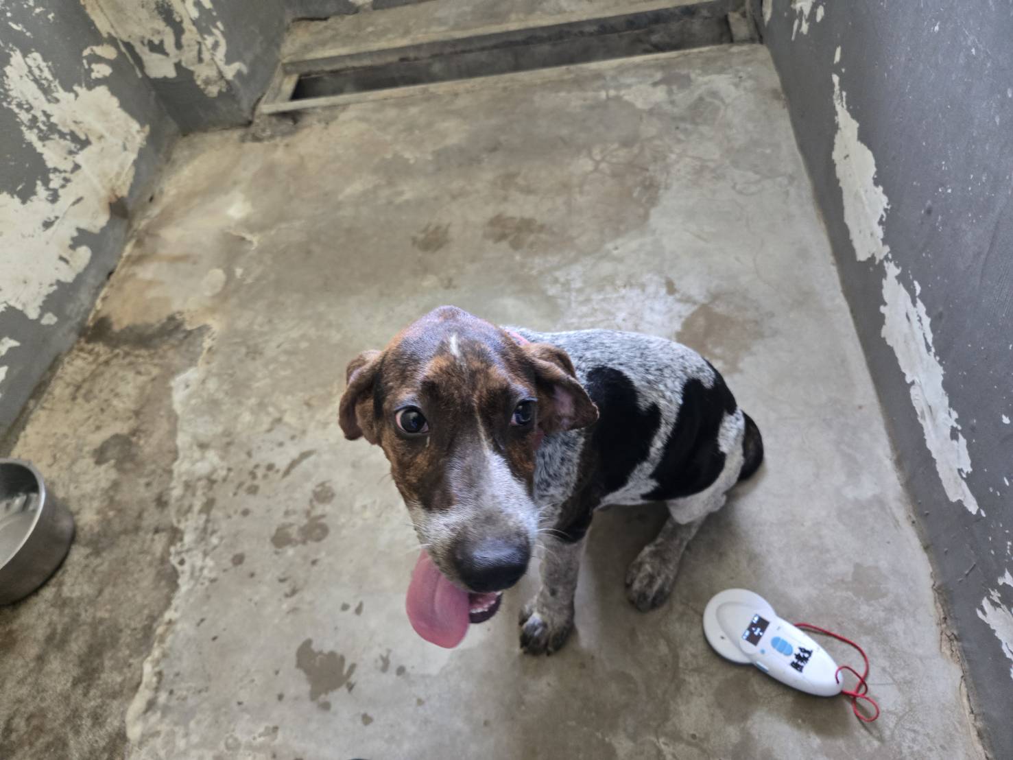 Photo of No. RAAAG1150810003, Young · Male · Medium · beagle