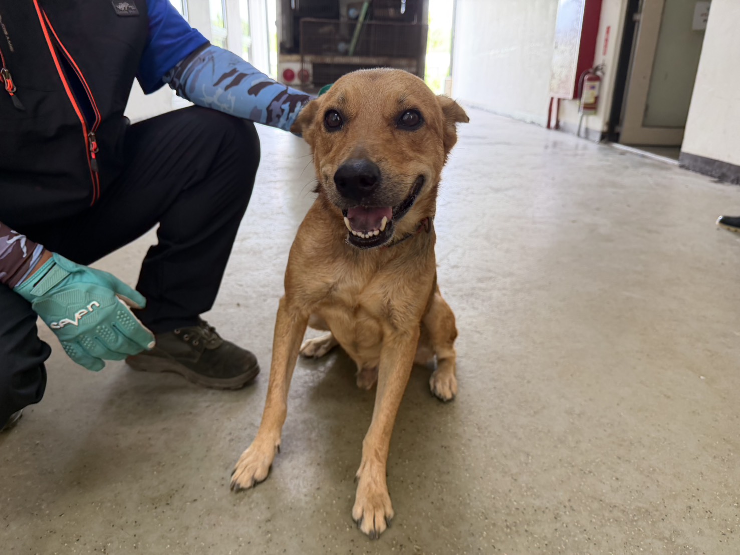 Photo of No. CAAAG1150810003, Adult · Male · Medium · Mixed breed
