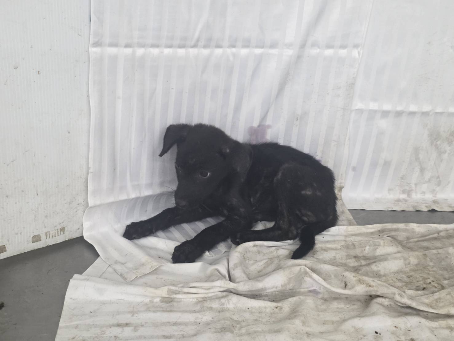 Photo of No. LAABG115070604, Young · Female · Small · Mixed breed