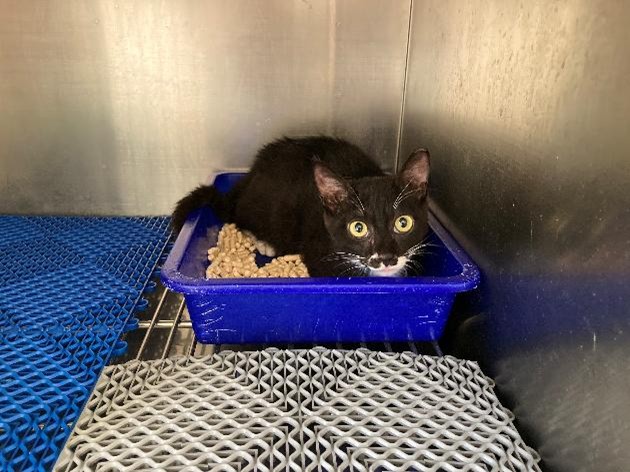 Black-and-white adult male mixed-breed cat, Medium, shelter no. …1003
