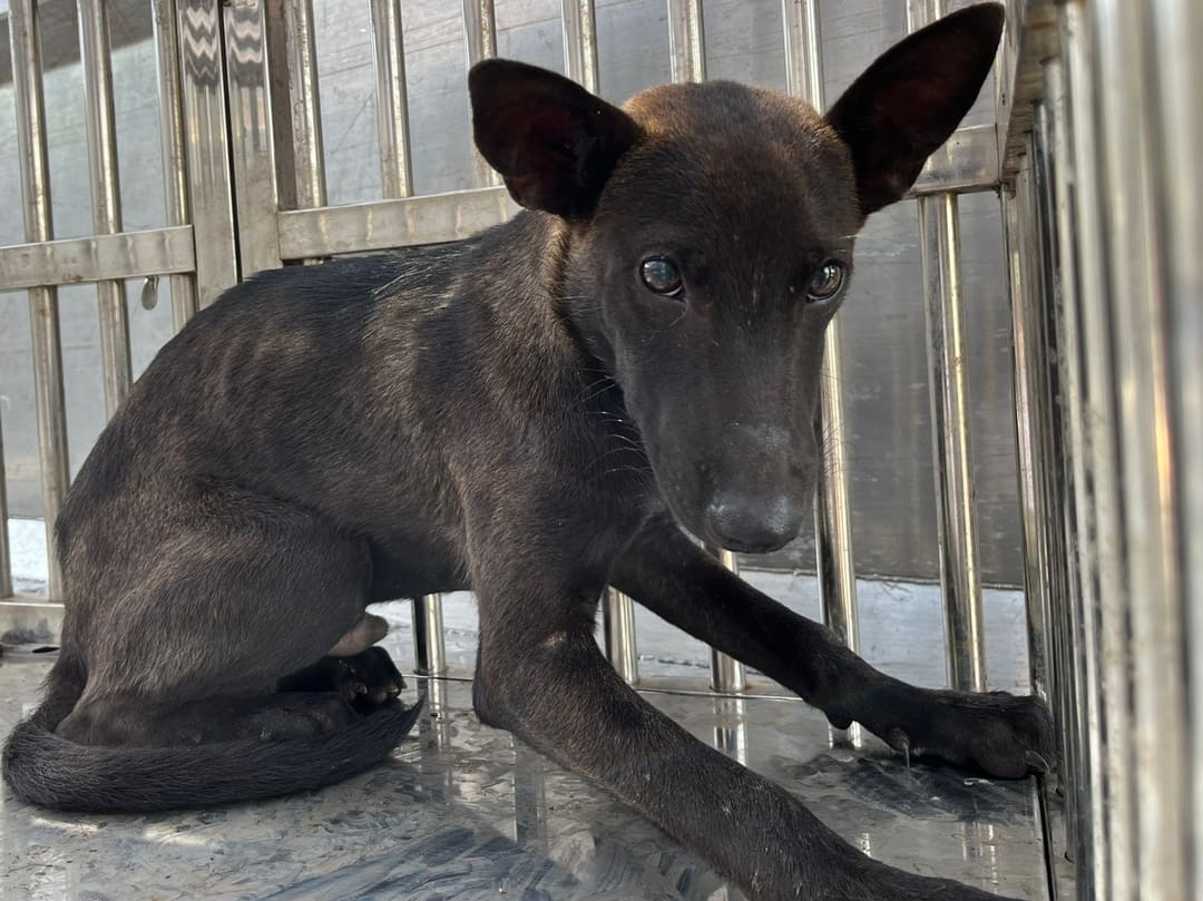 Photo of No. GAAAG1150811004, Young · Male · Small · Mixed breed