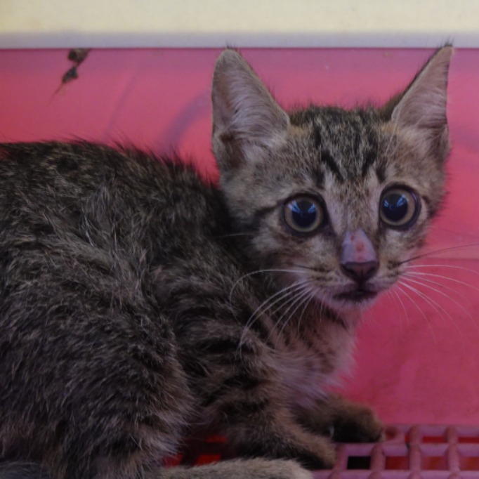 Photo of No. W15C0811-01, Young · Female · Small · Mixed breed
