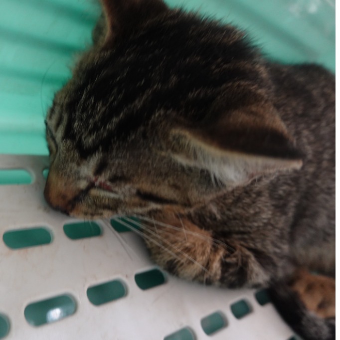 Photo of No. W15C0811-04, Adult · Male · Medium · Mixed breed