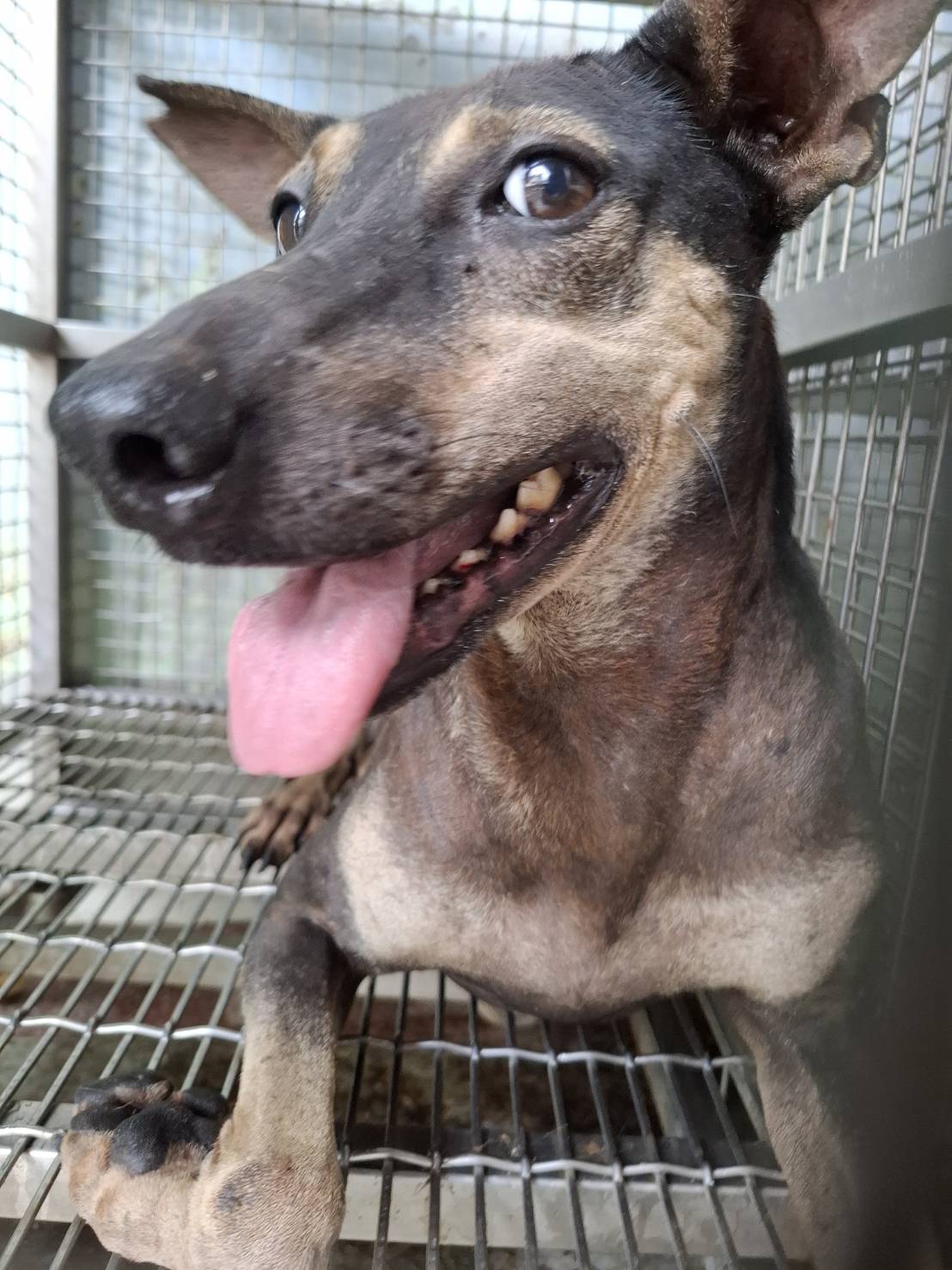 Photo of No. S150812-01, Adult · Female · Medium · Mixed breed