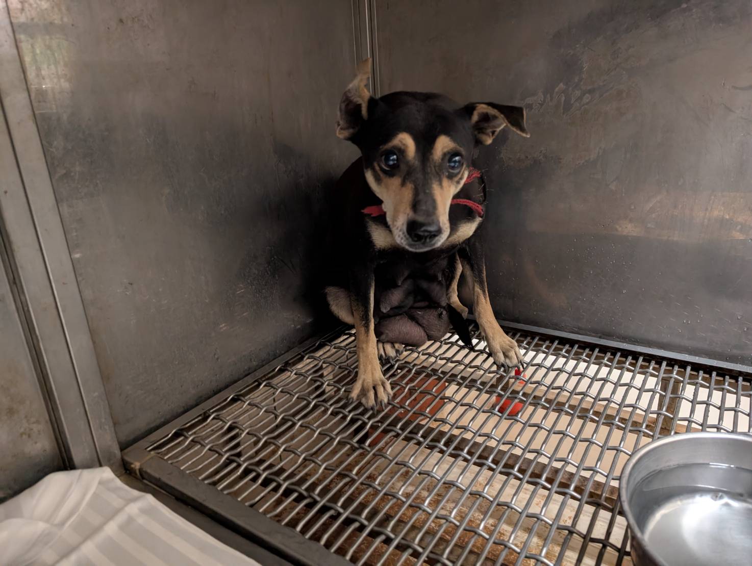 Photo of No. LAABG115010602, Adult · Female · Large · Mixed breed