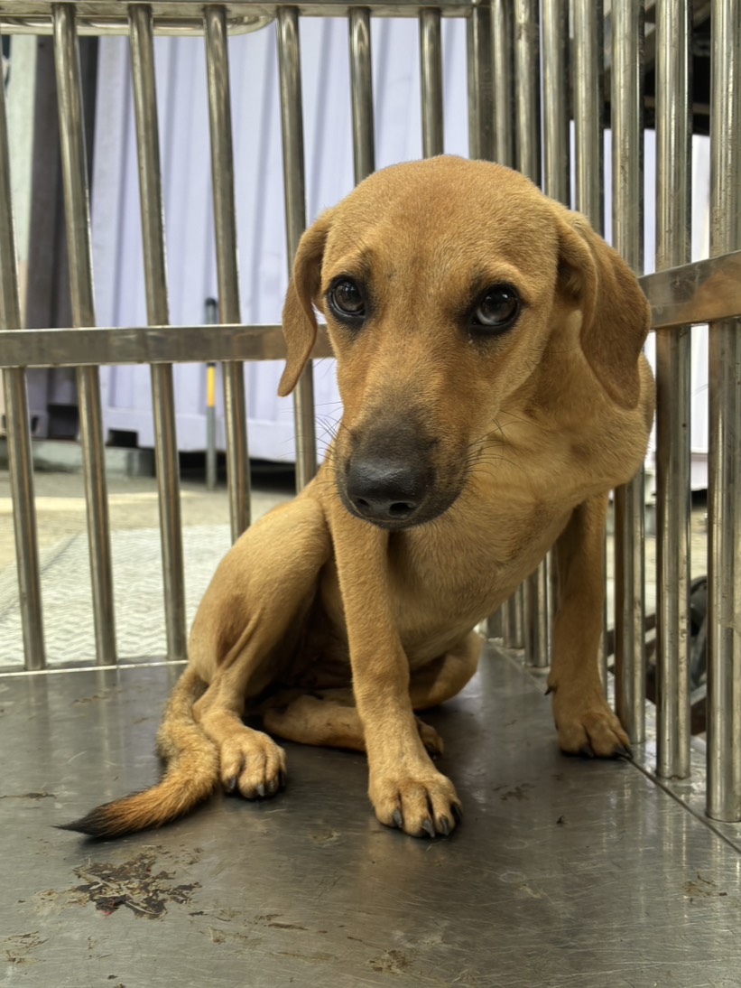 Photo of No. GAAAG1150812002, Young · Female · Small · Mixed breed