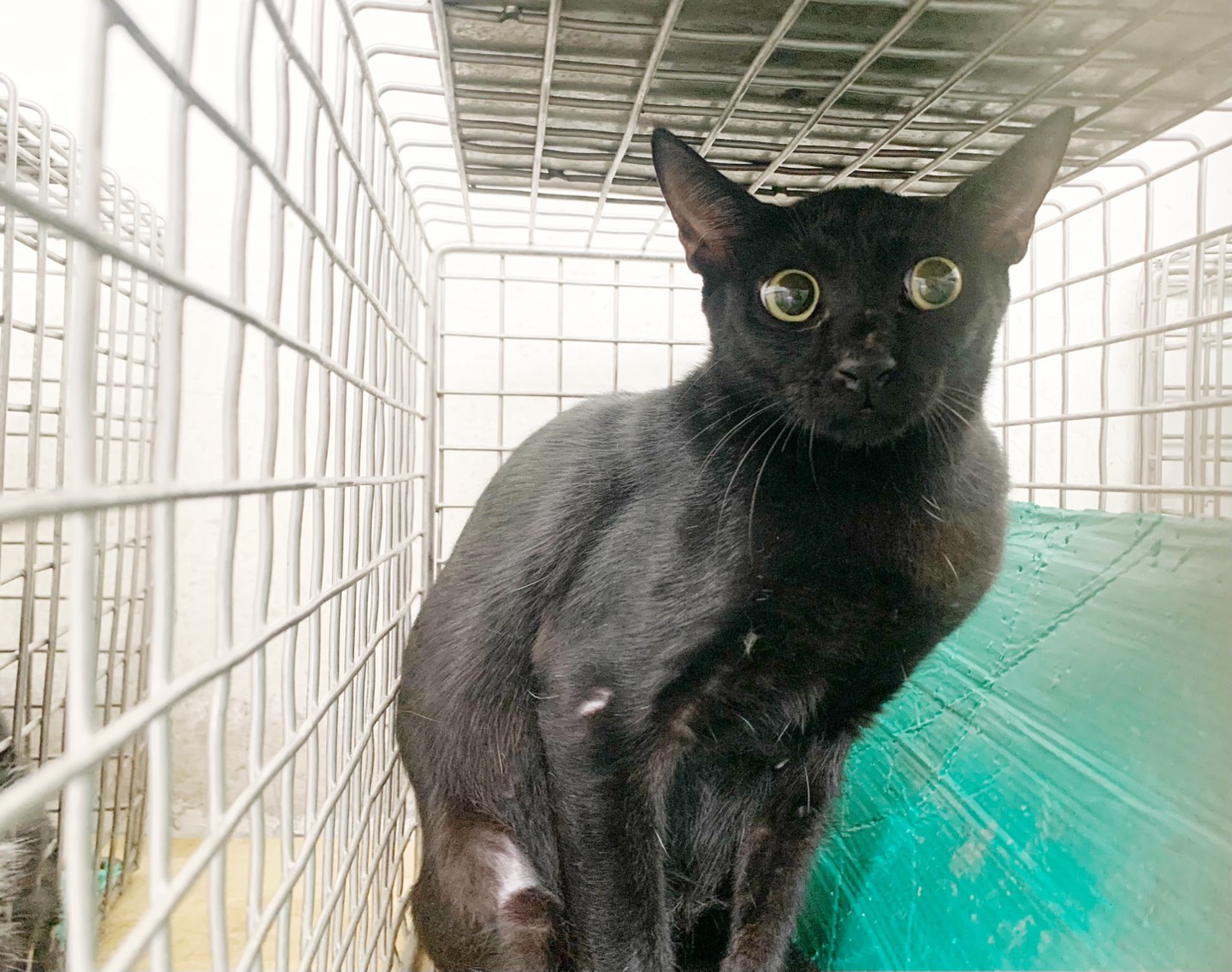 Photo of No. VAAAG115081204, Adult · Female · Small · Mixed breed