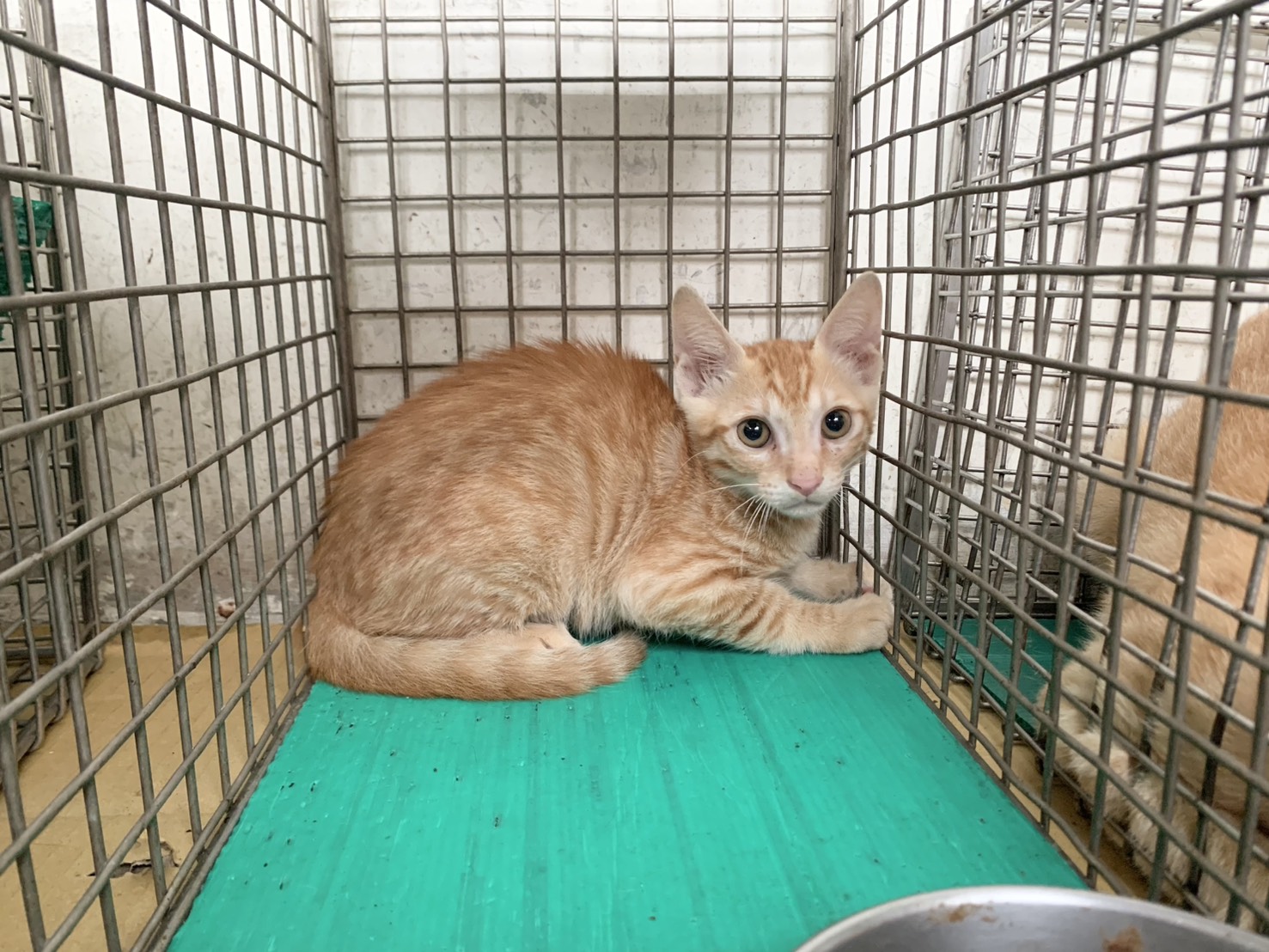 Orange tabby young male mixed-breed cat, Small, shelter no. …1205