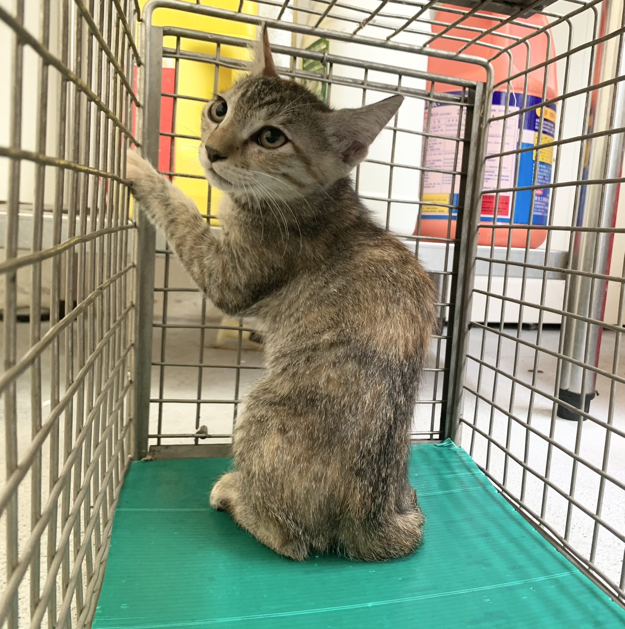 Photo of No. VAAAG115081207, Young · Female · Small · Mixed breed