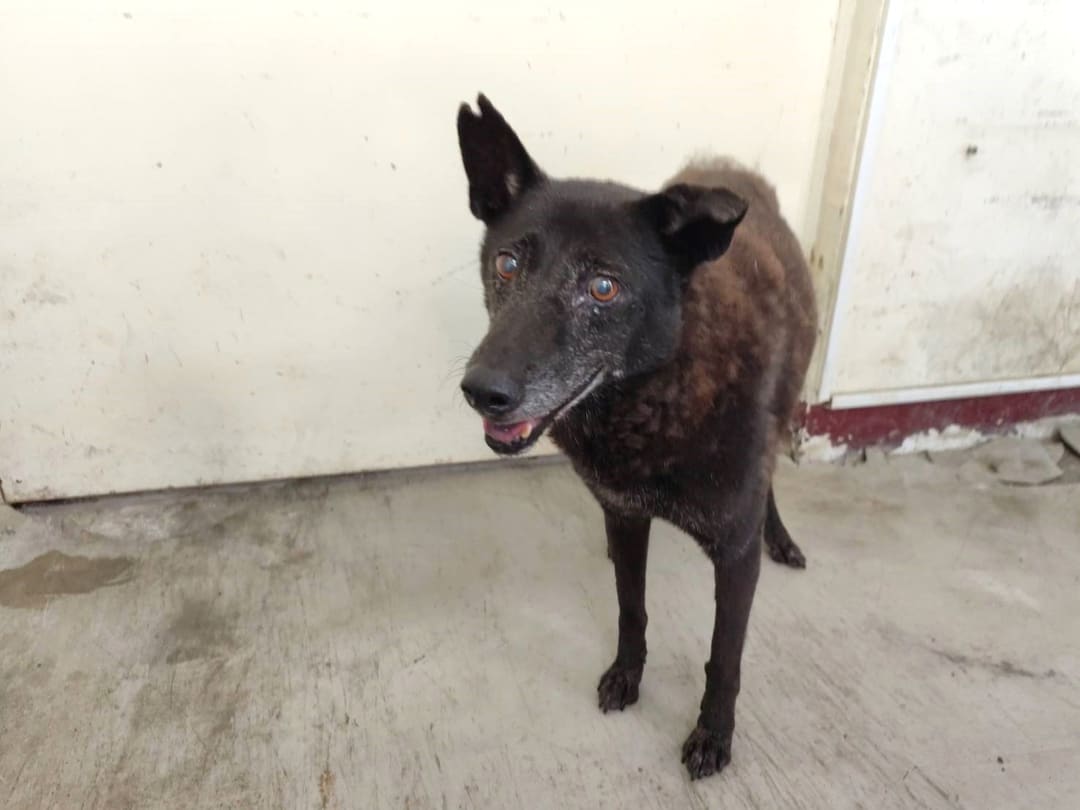 Photo of No. LAABG115070810, Adult · Female · Large · Mixed breed