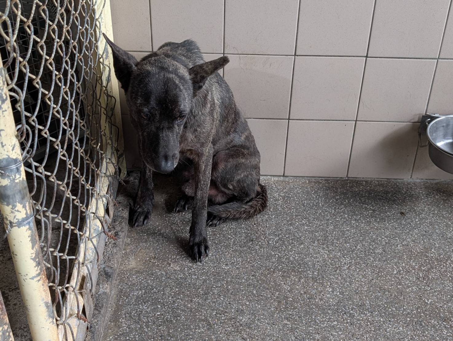 Tabby adult male mixed-breed dog, Large, shelter no. …1503