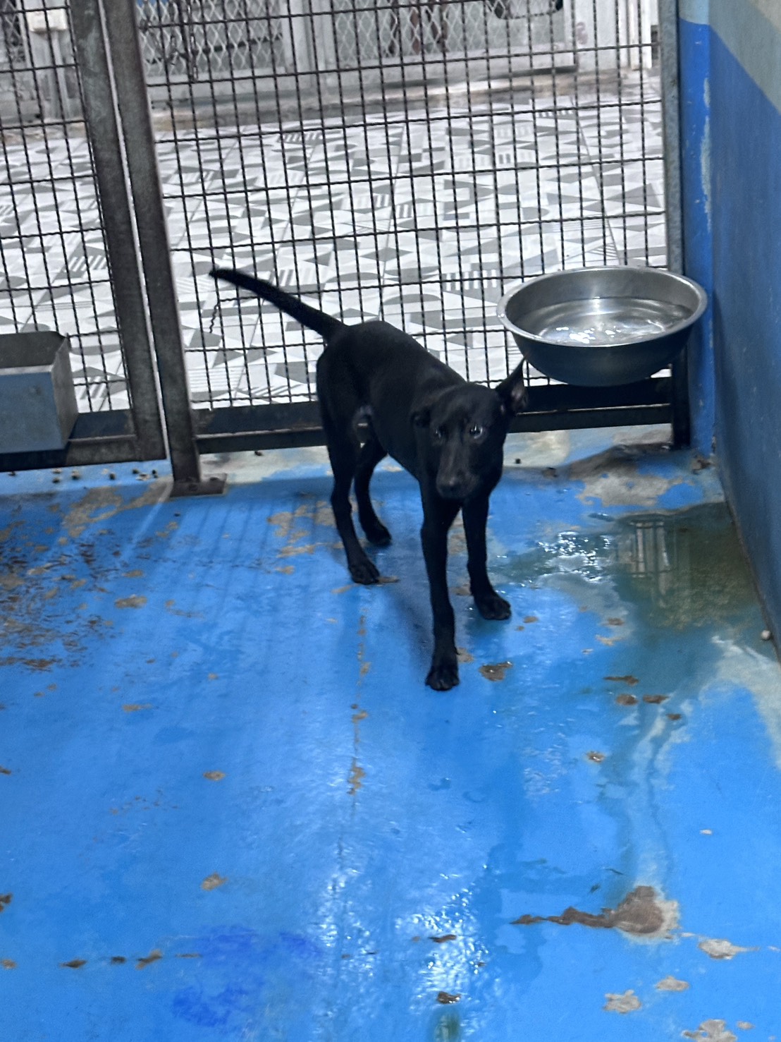 Black adult female mixed-breed dog, Large, shelter no. …3002