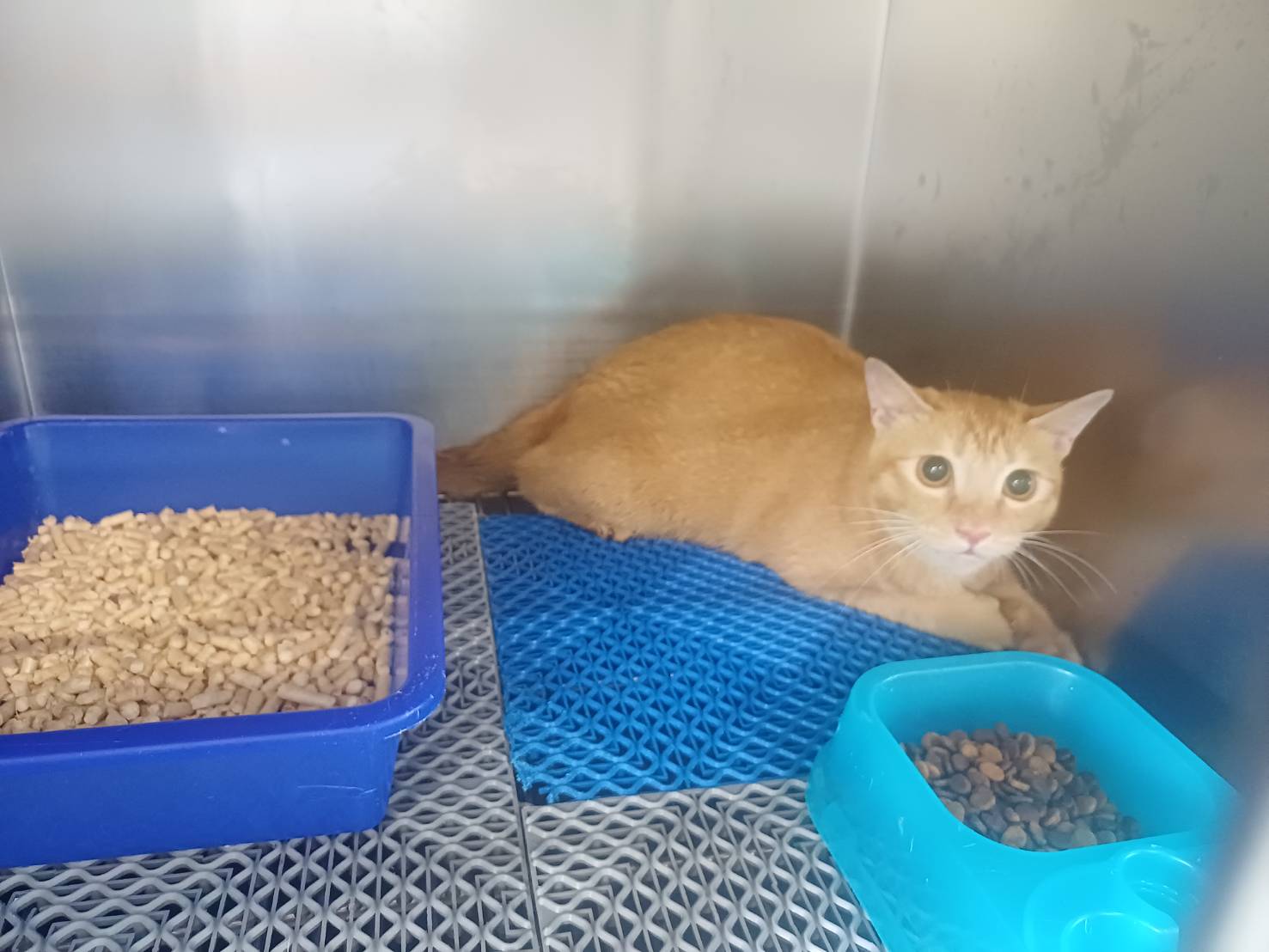 Orange tabby adult female mixed-breed cat, Medium, shelter no. …3002