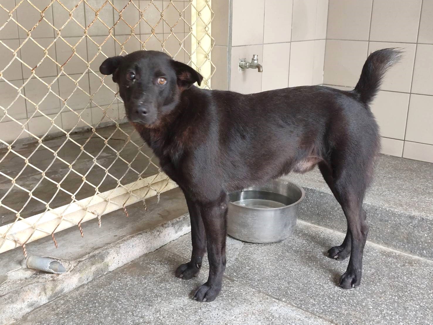 Photo of No. LAABG115081114, Adult · Male · Large · Mixed breed