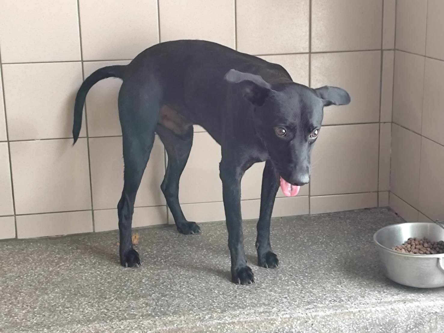 Black adult male mixed-breed dog, Large, shelter no. …0101